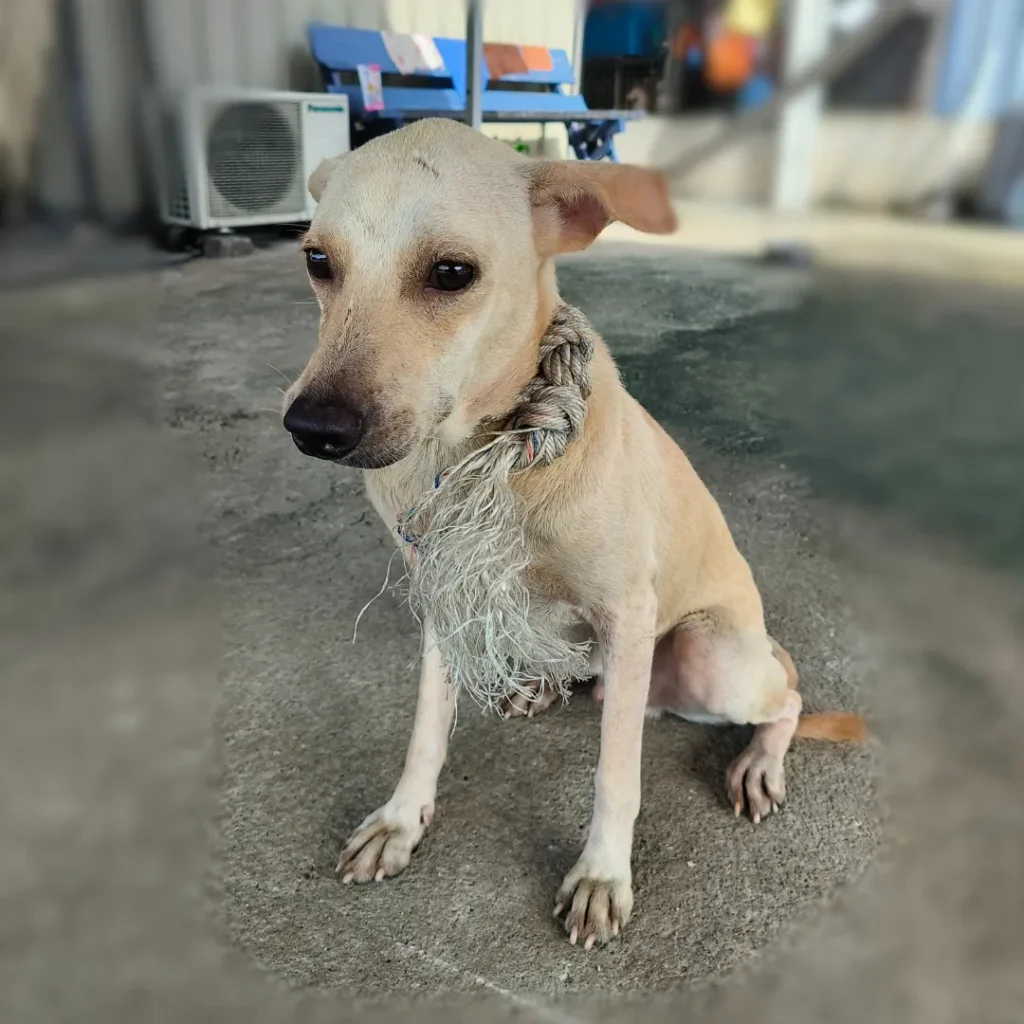 duke male mongrel