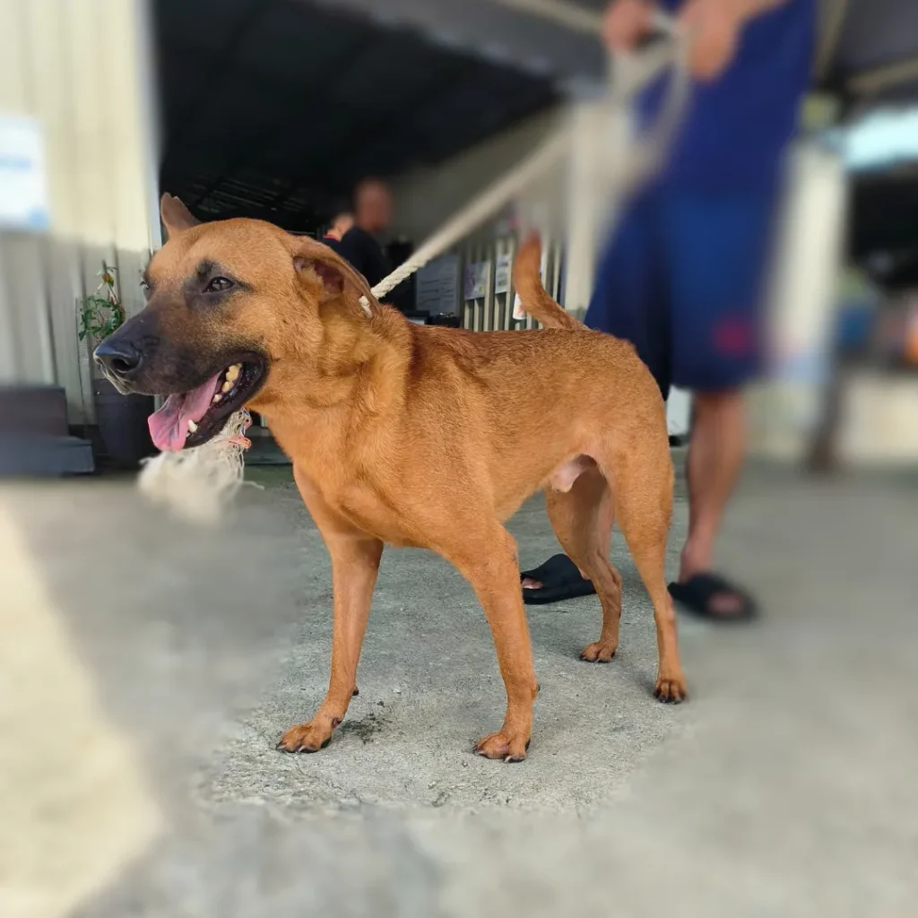 P348 (130523M) 1 Brutus.png